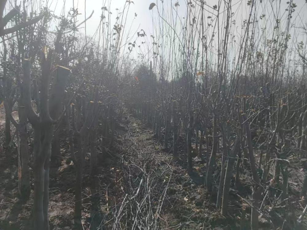 绍兴市上虞区交通投资有限公司位于104国道（东关段、曹娥段）苗木转让项目（一）