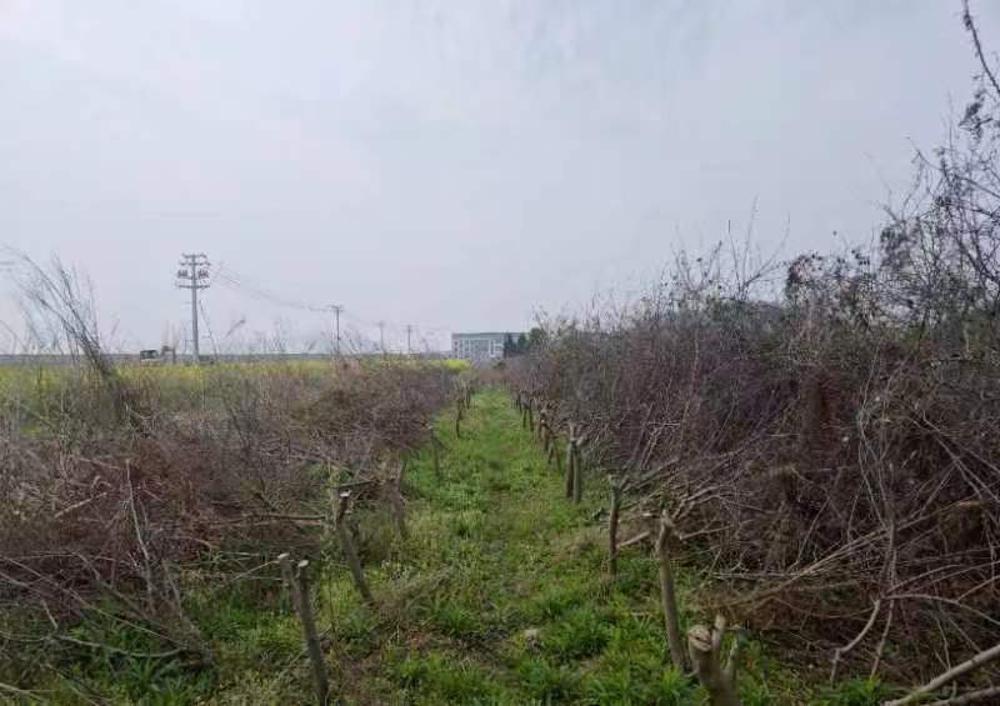绍兴市上虞区交通投资有限公司位于104国道（东关段、曹娥段）苗木转让项目（二）