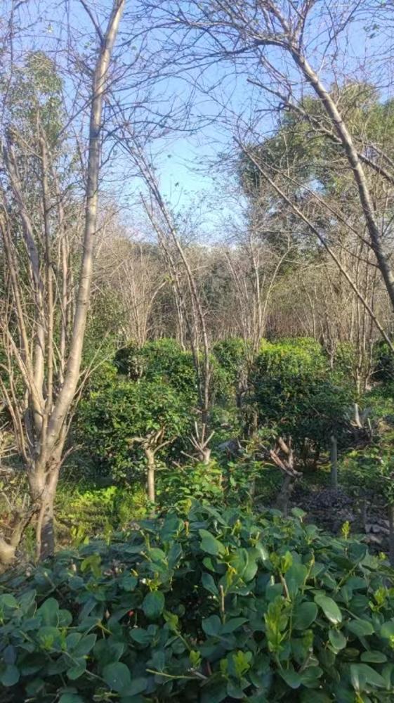 绍兴市上虞区交通投资有限公司位于104国道（东关段、曹娥段）苗木转让项目（四）